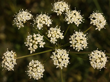 Peucedanum cervaria