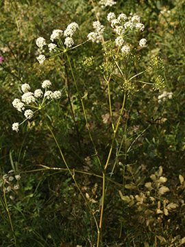 Peucedanum cervaria