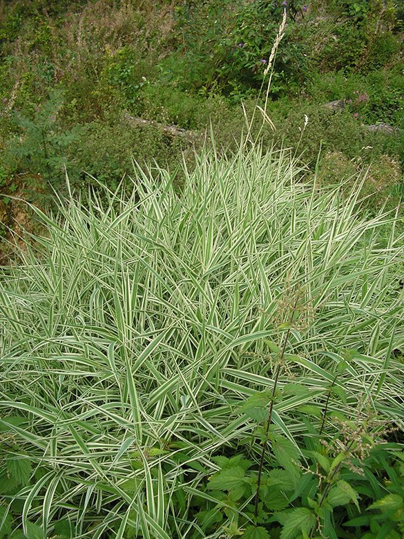 Phalaris arundinacea Picta