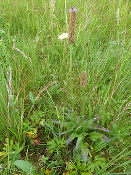 Phyteuma adulterinum