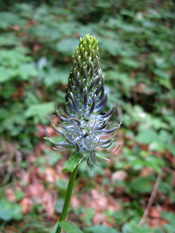 Phyteuma adulterinum