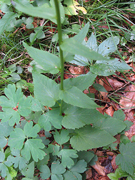 Phyteuma adulterinum