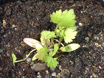 Pimpinella anisatum