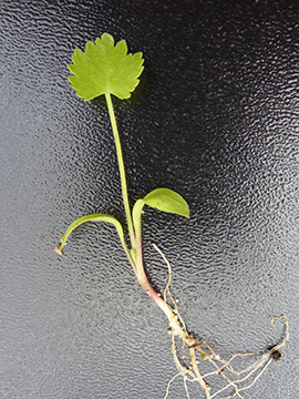 Pimpinella anisatum