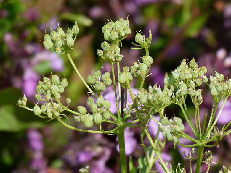 Pimpinella anisatum