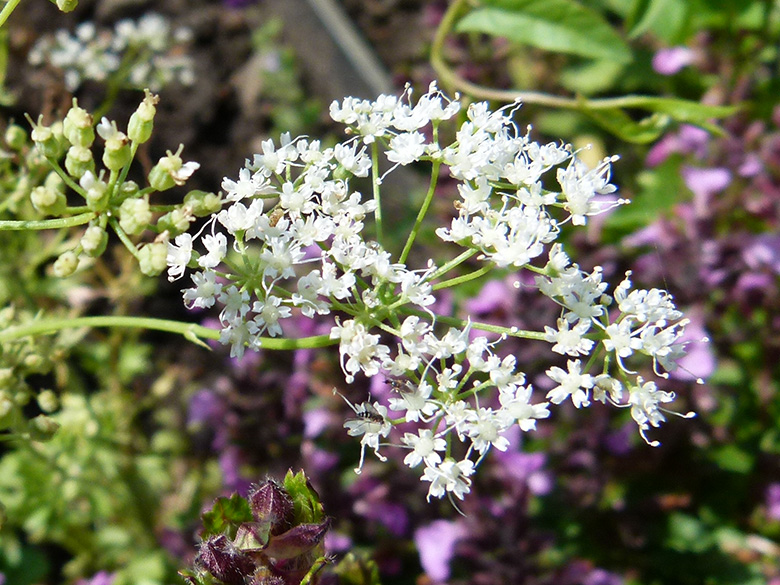 Pimpinella anisatum