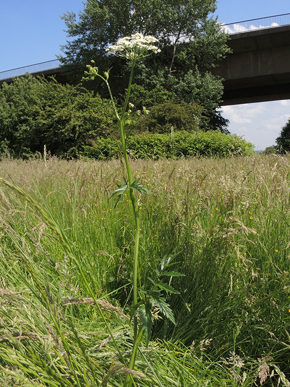 Pimpinella major