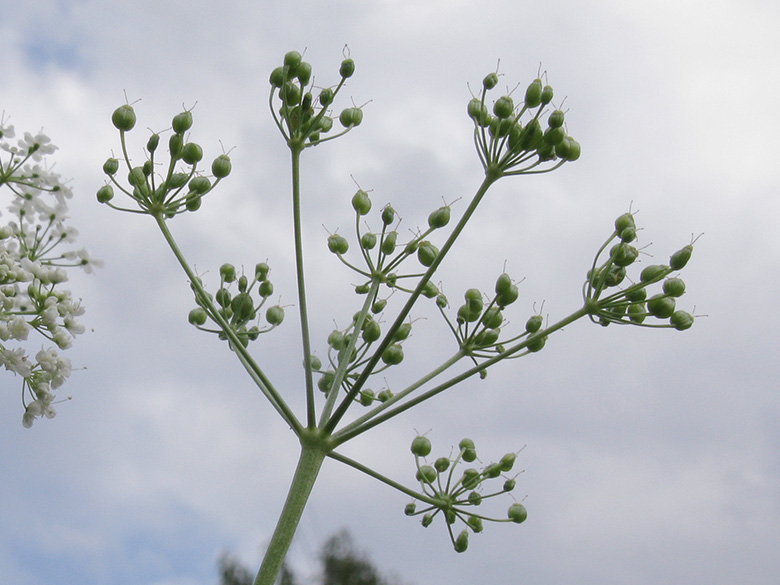 Pimpinella major