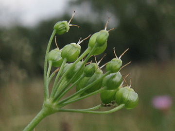 Pimpinella major