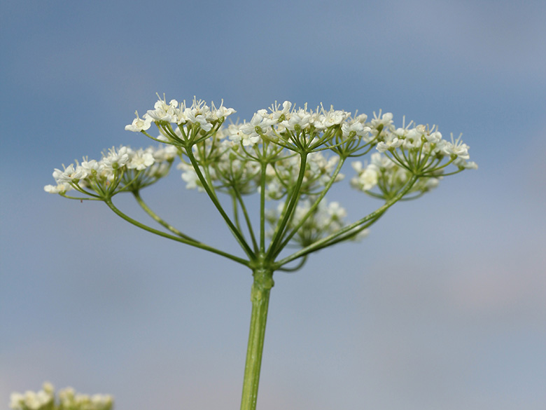 Pimpinella major