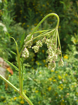 Pimpinella peregrina