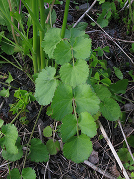 Pimpinella peregrina