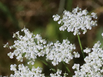Pimpinella peregrina