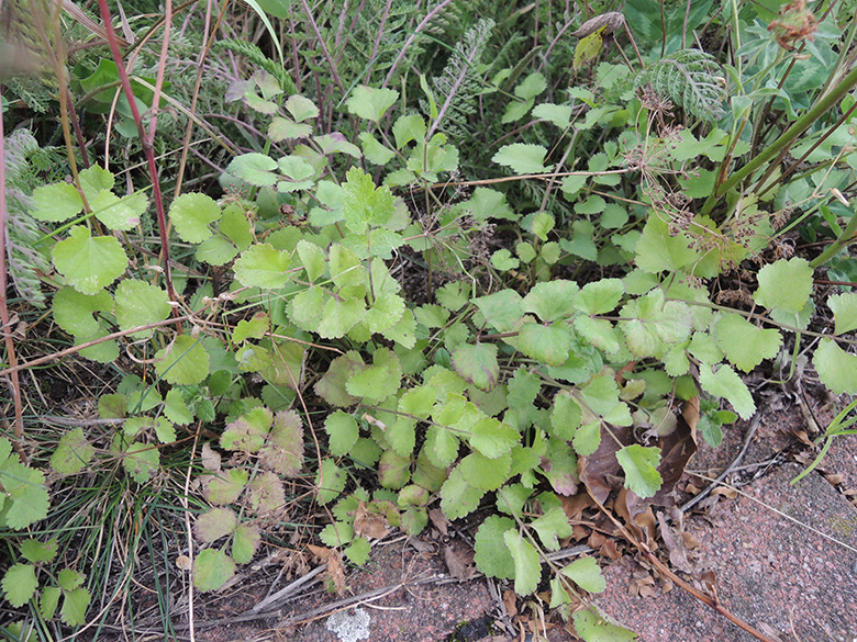Pimpinella peregrina