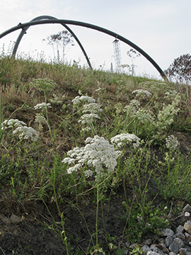 Pimpinella peregrina