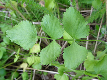 Pimpinella peregrina