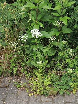Pimpinella peregrina