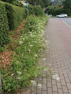Pimpinella peregrina