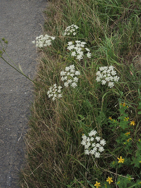 Pimpinella saxifraga