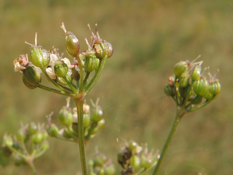 Pimpinella saxifraga