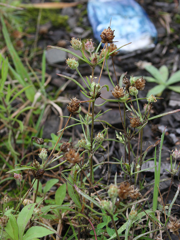 Plantago arenaria