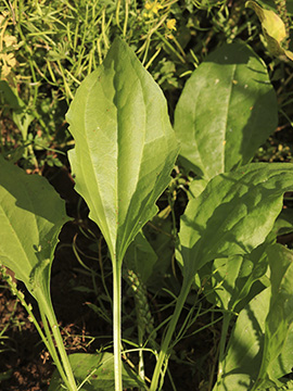 Plantago major intermedia