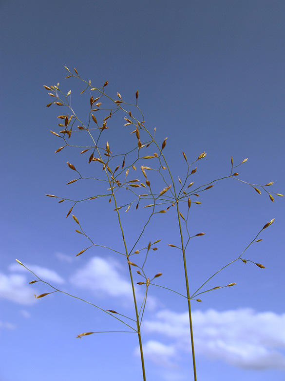 Poa palustris