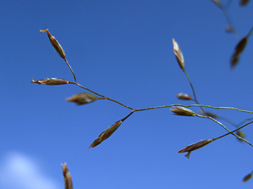 Poa palustris