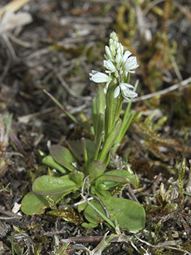Polygala amarella