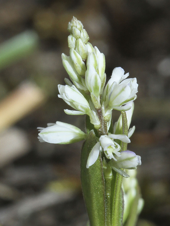 Polygala amarella