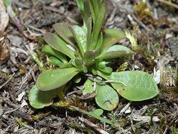 Polygala amarella