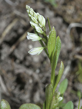 Polygala amarella