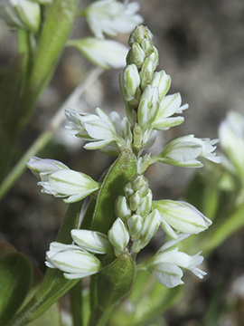 Polygala amarella