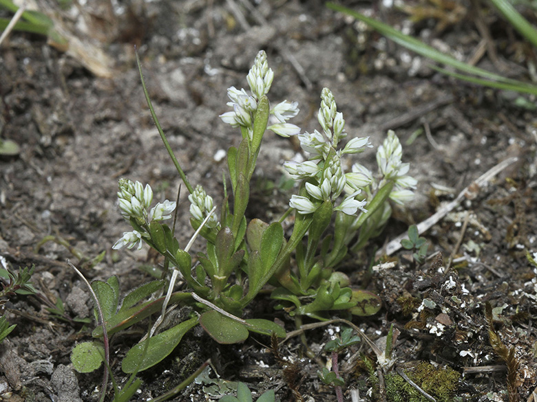 Polygala amarella