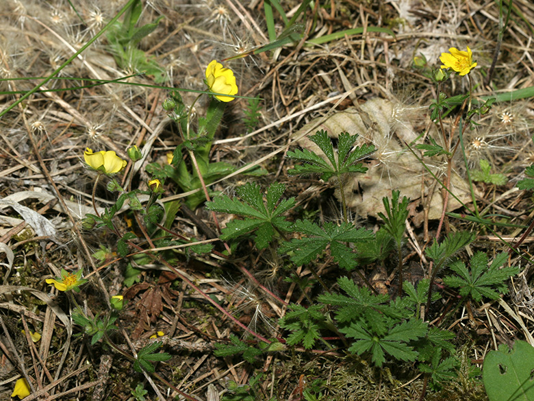 Potentilla heptaphylla