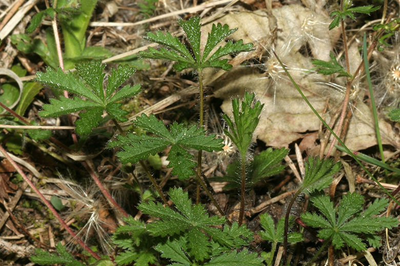 Potentilla heptaphylla