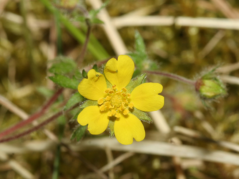 Potentilla heptaphylla