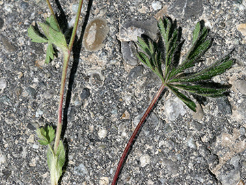 Potentilla heptaphylla