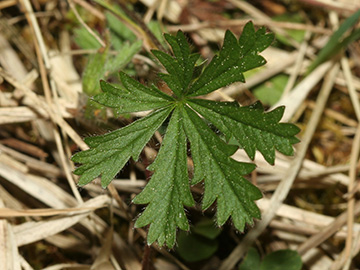 Potentilla heptaphylla