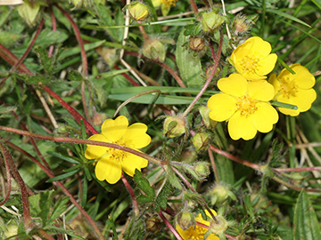Potentilla heptaphylla
