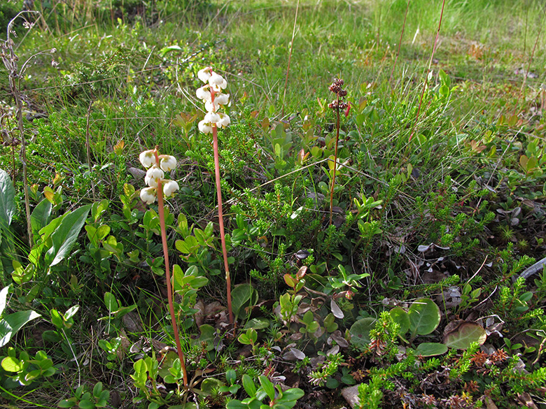 Pyrola media