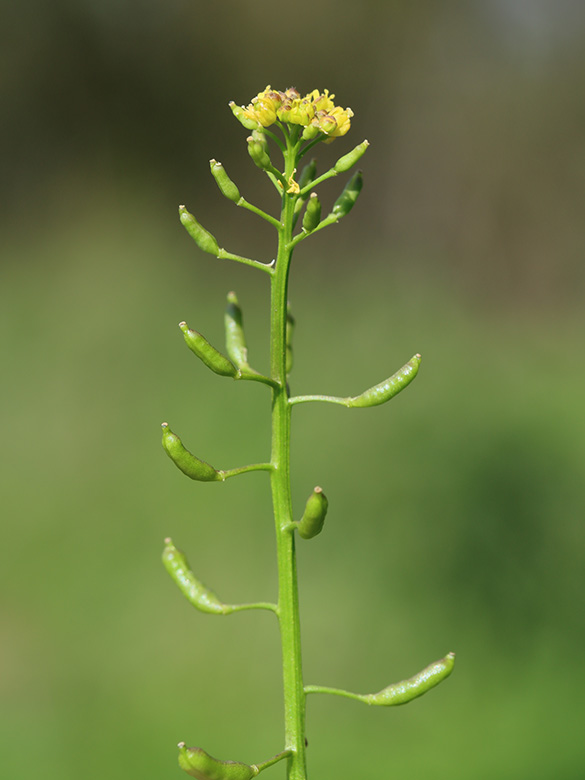 Rorippa palustris