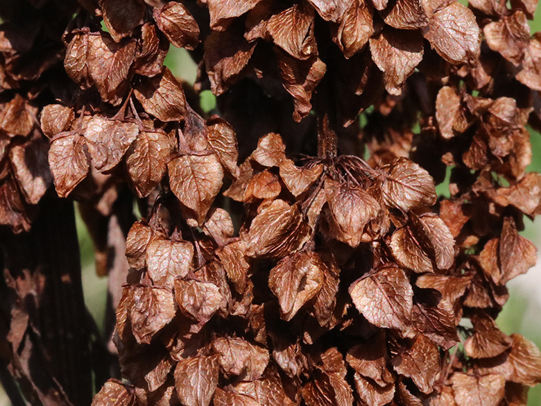 Rumex aquaticus