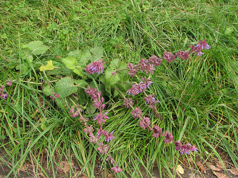 Salvia verticillata