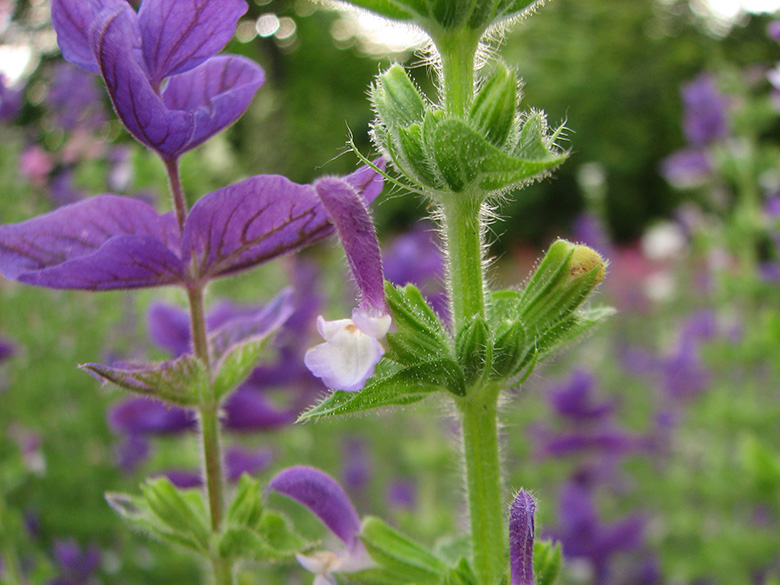 Salvia viridis