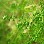 Selaginella apoda - Stängelloser Moosfarn