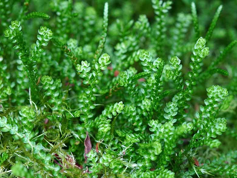 Selaginella douglasii