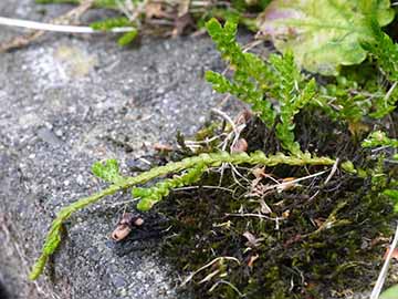 Selaginella douglasii