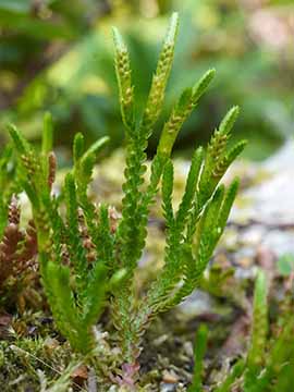 Selaginella douglasii