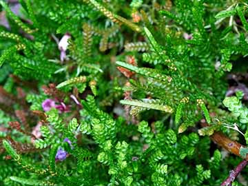 Selaginella douglasii
